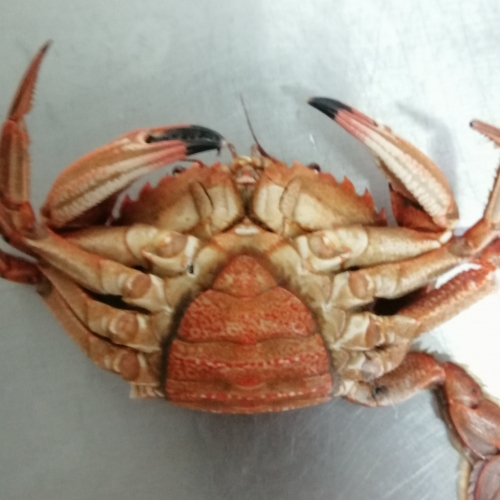 Navalheira Cozida-Embalagem de 2 unidades (Peso Aprox. 250g)