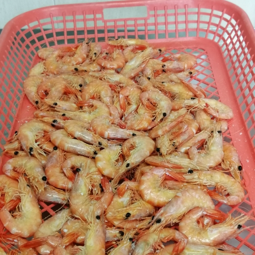 Camarão Moçambique Selvagem Cozido-Calibre 41-60 Embalagem 250g
