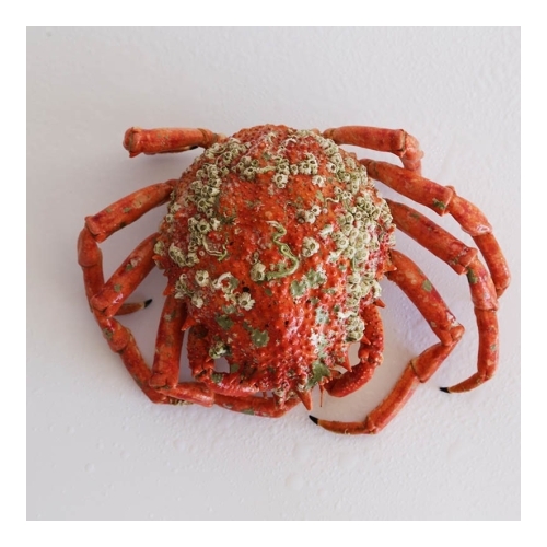 Santola Cozida-Unidade (Peso Aprox. 900g)