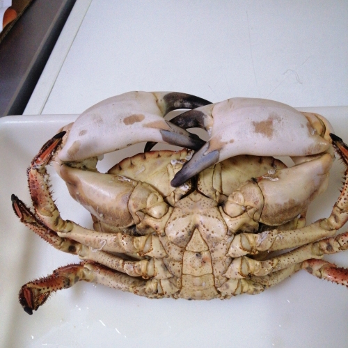 Sapateira Macho Grande (Calibre + 1,5kg) Unidade Peso Aprox. 2Kg