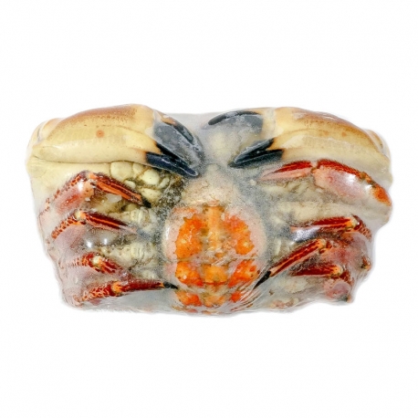 Sapateira Cozida Congelada (Calibre + 800gr)