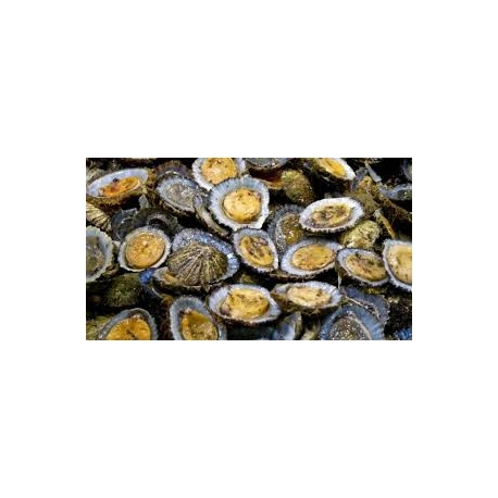 Lapas da Madeira-Congelada Embalagem 500g