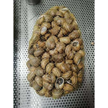 Caracoleta Moura Grande - Litro