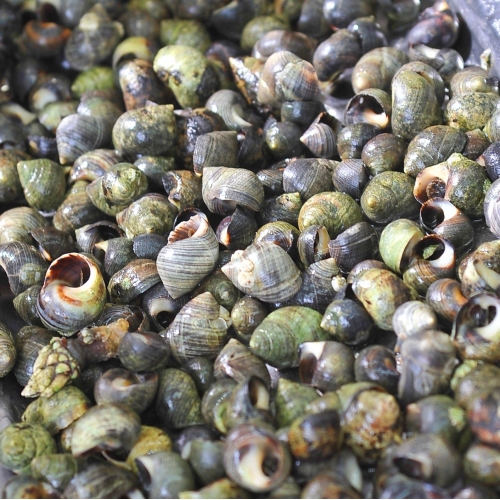 Burrié Cozido Embalagem 250g